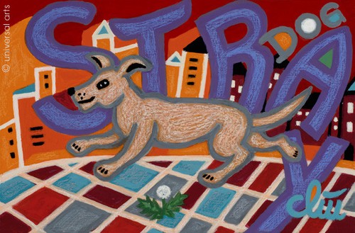 Jacqueline ditt stray dog on - jacqueline,