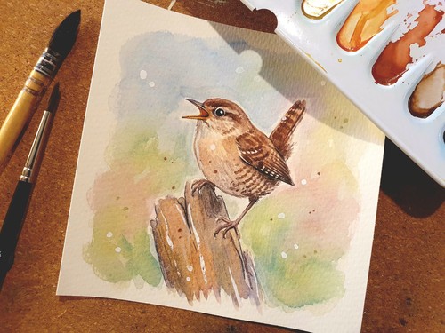 Aquarell zaunkönig - aquarell,