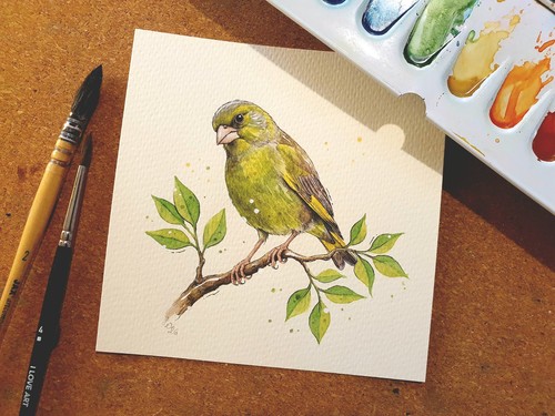 Aquarell grünfink - aquarell,